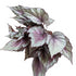 Begonia Rex variety- 13cm pot